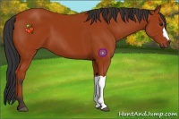 Horse Color:Bay 