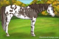 Horse Color:Liver Chestnut Splash Appaloosa