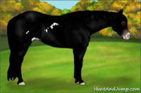 Horse Color:Gray Classic Champagne Ice Roan Dun Appaloosa Rabicano 