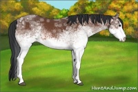 Horse Color:White Spotted Bay Ice Sabino Rabicano