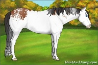 Horse Color:White Spotted Bay Splash 