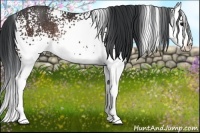 Horse Color:White Spotted Bay Splash Rabicano