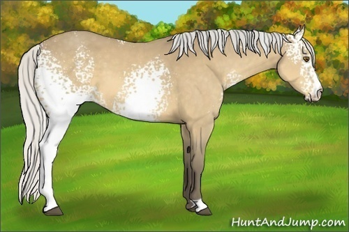 Horse Color:White Spotted Silver Buckskin 