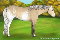 Horse Color:White Spotted Silver Buckskin 