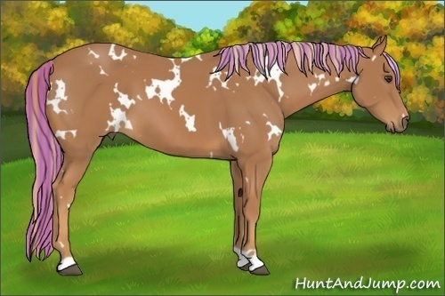 Horse Color:Painted White Spotted Chestnut 