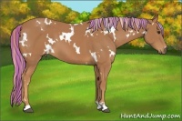 Horse Color:Painted White Spotted Chestnut
