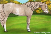 Horse Color:Liver Chestnut Pearl Sabino Varnish Rabicano