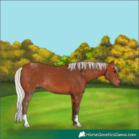 Horse Color:Silver Bay 