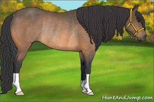 Horse Color:Buckskin Rabicano