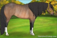 Horse Color:Buckskin Rabicano 