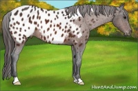 Horse Color:Bay Appaloosa 