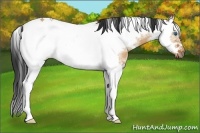 Horse Color:White Spotted Bay Dun Splash Tobiano Frame