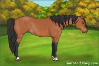 Horse Color:Bay Rabicano 