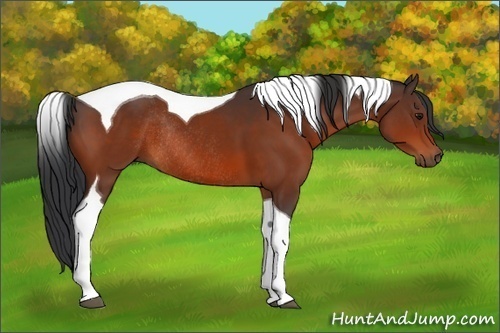 Horse Color:Bay Tobiano Rabicano 