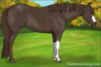 Horse Color:Liver Chestnut 