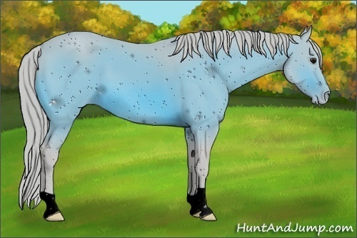 Horse Color:ERROR: UNKNOWN ANOMALY