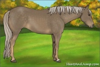 Horse Color:Chocolate Palomino 
