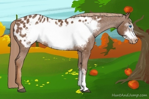 Horse Color:Chestnut Frame Appaloosa 