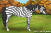 Horse Color:Blue Roan Varnish 