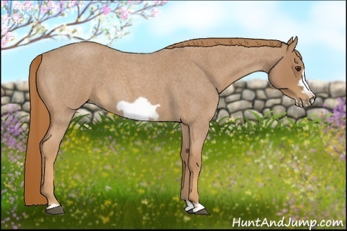 Horse Color:Red Roan Frame