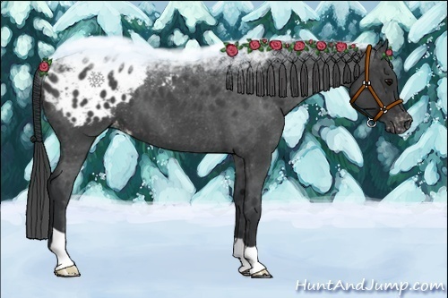 Horse Color:Blue Roan Appaloosa