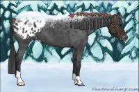 Horse Color:Blue Roan Appaloosa