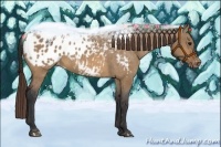 Horse Color:Bay Dun Appaloosa 