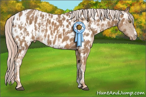 Horse Color:Palomino Near Leopard  and Palomino Near Leopard 
