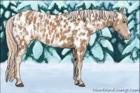 Horse Color:Palomino Appaloosa and Palomino Appaloosa