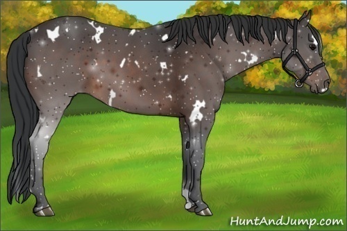 Horse Color:White Spotted Bay