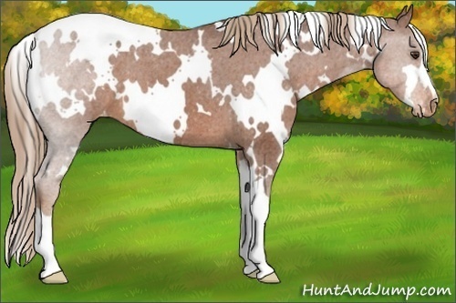 Horse Color:White Spotted Chestnut Appaloosa 