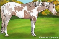 Horse Color:White Spotted Chestnut Varnish