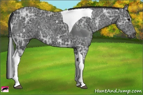 Horse Color:Black Ice Tobiano