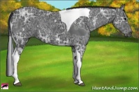 Horse Color:Black Ice Tobiano