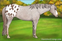 Horse Color:Chestnut Blanket