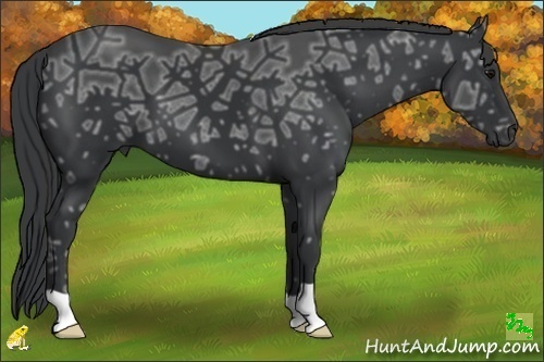 Horse Color:Black Ice 