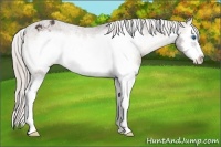 Horse Color:Silver Bay Onyx Splash Frame Appaloosa 