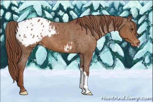 Horse Color:Chestnut Appaloosa
