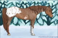 Horse Color:Chestnut Appaloosa 