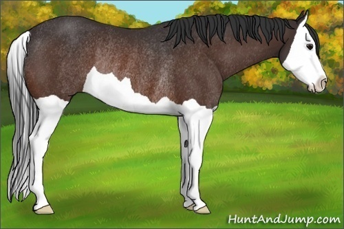 Horse Color:Bay Splash Rabicano 