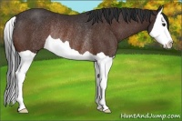 Horse Color:Bay Splash Rabicano 