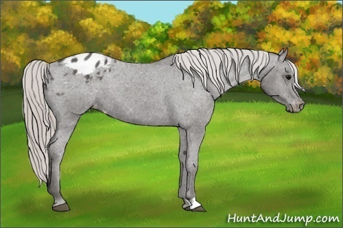 Horse Color:Silver Black Appaloosa 
