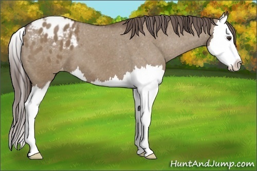 Horse Color:Liver Red Dun Sabino Splash Appaloosa 