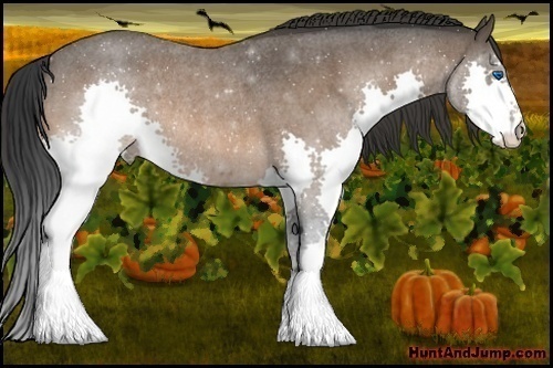 Horse Color:Bay Roan Splash Rabicano