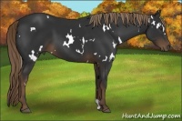 Horse Color:White Spotted Liver Chestnut