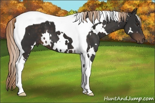 Horse Color:White Spotted Liver Chestnut Tobiano 
