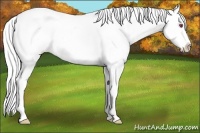Horse Color:White Spotted Silver Grullo Chinchilla Splash Appaloosa 