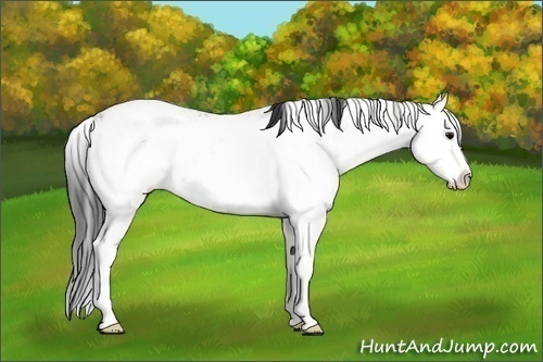 Horse Color:Black Ice Sabino Splash 