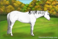 Horse Color:Black Ice Sabino Splash 