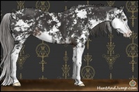 Horse Color:Liver Chestnut Sabino 